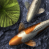 Koi Pond HD(ƻֻKoi Pond HD)V1.5ٷ